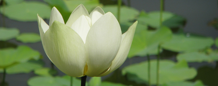 Photo of a lotus flower